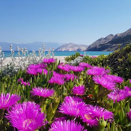 Djikic Apartamento *