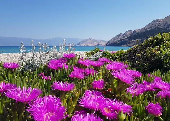 Djikic Διαμέρισμα *